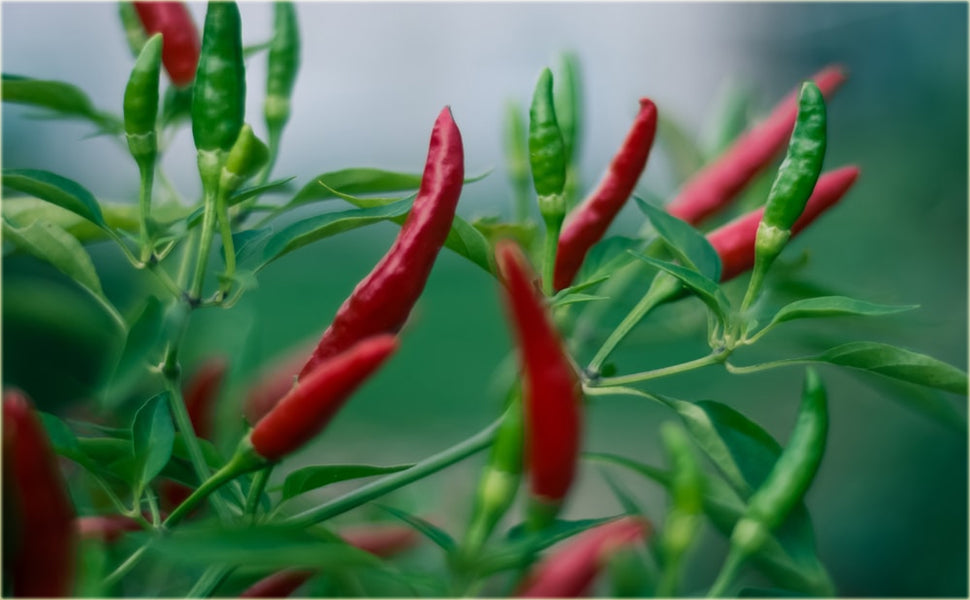 1000 Premium Chili Sadabahaar Seeds