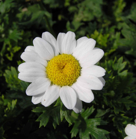 Premium Chrysanthemum Palusdosum White (Safed Gulgaudi/ Guldavari) (50 Seeds)