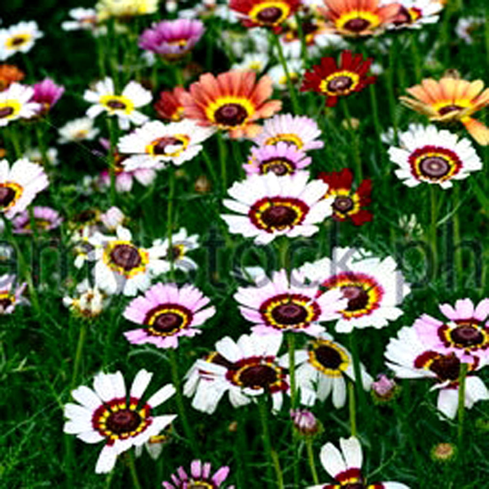 Winter Flower Seeds Collection - Petunia, Pansy, Chrysanthemum, Calendula, Roseum, Dahlia & Dianthus ( Over 1000 Seeds)