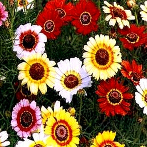 Flower Seeds Year round Seeds Collection - Over 2000 Seeds of Godetia, Gazania, Nemesia, Acroclinium Roseum,Papaver Special, Chrysanthemum, Calendula, Cosmos, Zinnia Dahlia, Zinnia Puchino, Marigold Scarlet Red, Marigold Orange and Balsam