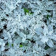 50 Premium Seeds of Cineraria Maritima Silverdust Decorative Leaves Plant