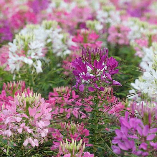 100 Premium Seeds of Cleome Spinosa Mixed Flowers