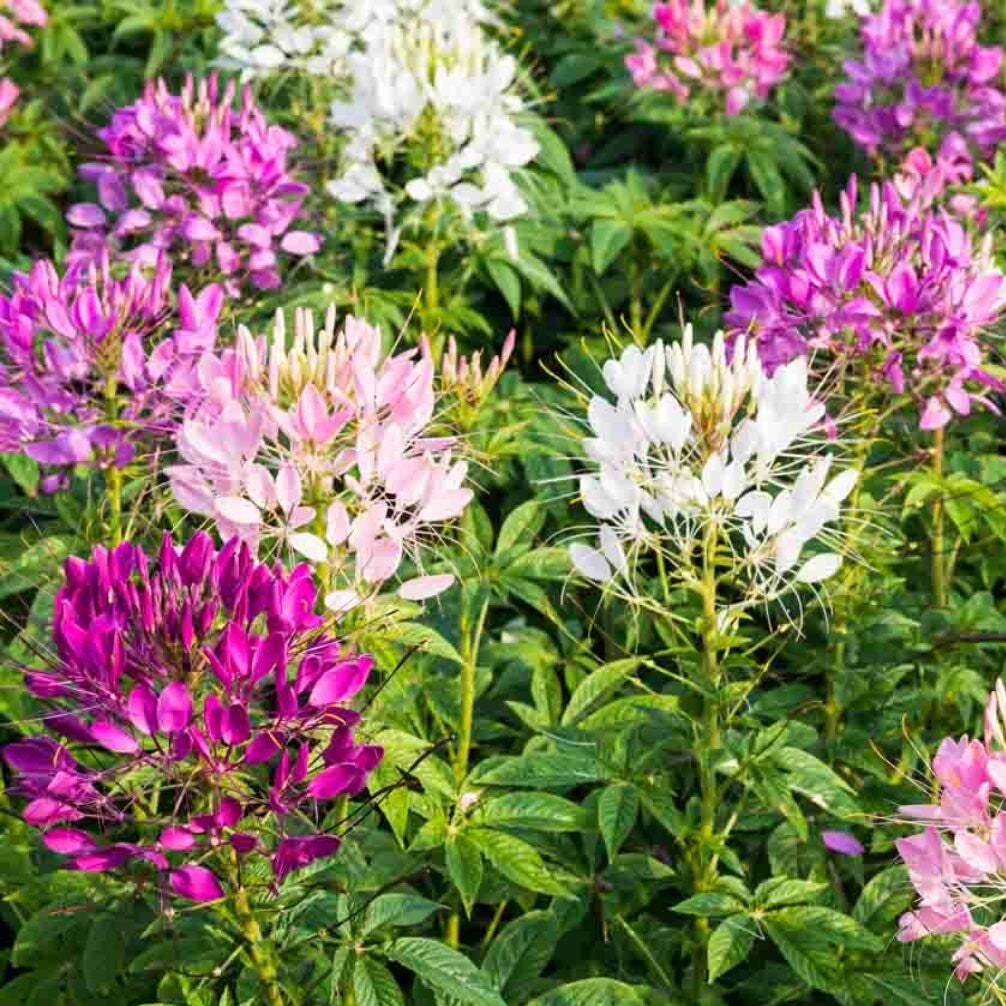 100 Premium Seeds of Cleome Spinosa Mixed Flowers