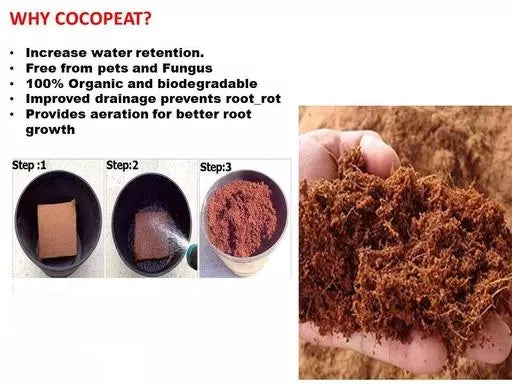 Cocopeat 650 gm Compressed  Block - Expands over 6 liters of Powder | Hydroponic Plants, Kitchen Gardening, Terrace Gardening for Indoor Plants and Outdoor Plants