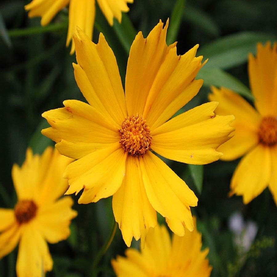 100 Premium Seeds Coreopsis Lanceolata Flower