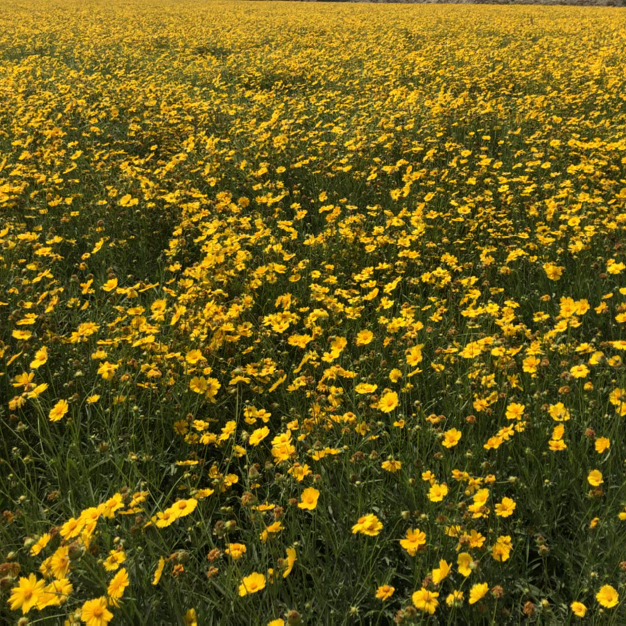 100 Premium Seeds Coreopsis Lanceolata Flower