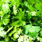 Premium Coriander/ Dhaniya/ धनिया Seeds (50 Seeds)