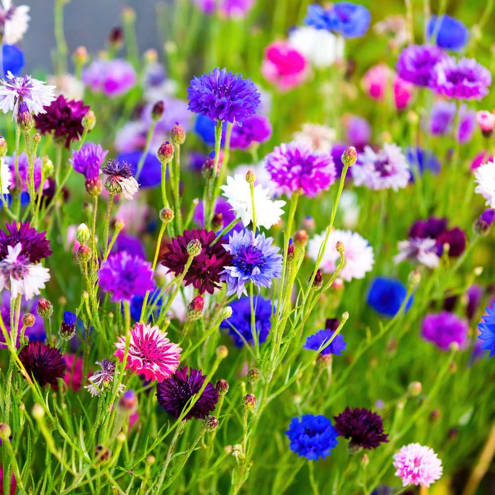 100 Premium Cornflower Dwarf Polka Dot Mix Flower Seeds