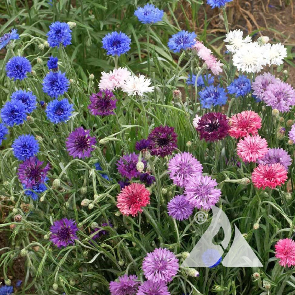 100 Premium Cornflower Dwarf Polka Dot Mix Flower Seeds