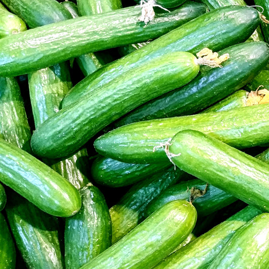 Premium Cucumber Seeds ( 50 Seeds)