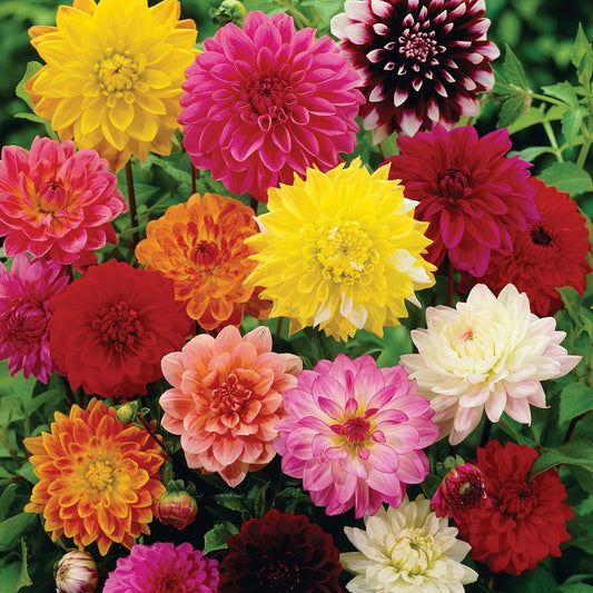 Winter Garden Pack - Dahlia, Calendula, Godetia, Gazania, Satin Flower, Dragon Flower, Morning Glory, Reseda Odorata ( Over 1000 Seeds)