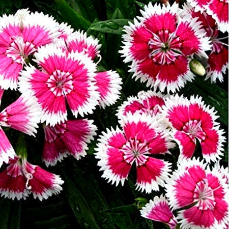 Winter Collection - Over 1500 Premium Hybrid Seeds of Nemesia, Eschschoitzia, Ipomoea, Papaver Mix, Godetia, Dianthus & Allysum White