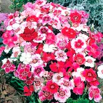 Winter Bees Pack - More than 1000 Premium Hybrid Seeds of Acroclineum Roseum, Aster, Petunia, Chrysanthemum, Allysum Benthami White, Dianthus & Verbena