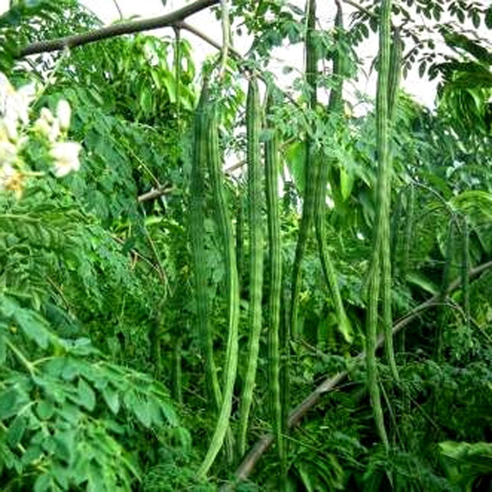 40 Seeds of Sunflower/ Surajmukhi & 10 Drumsticks/ Moringa/Saijan Ki Phalli/ Murangai/ Sambhar Stick