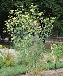 Premium Herb Seeds of Fennel, Leek, Celery, Oregano & Parsley (250 Seeds)