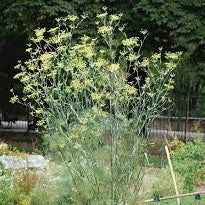 50 Premium Seeds of Fennel Herb