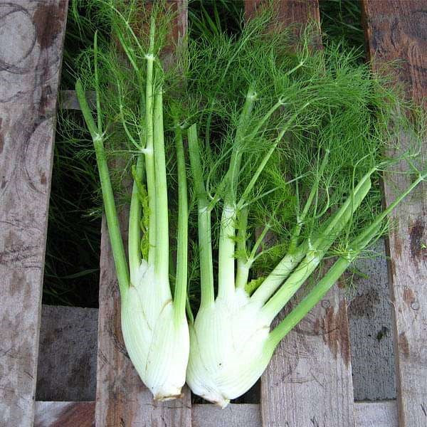 50 Premium Seeds of Fennel Herb