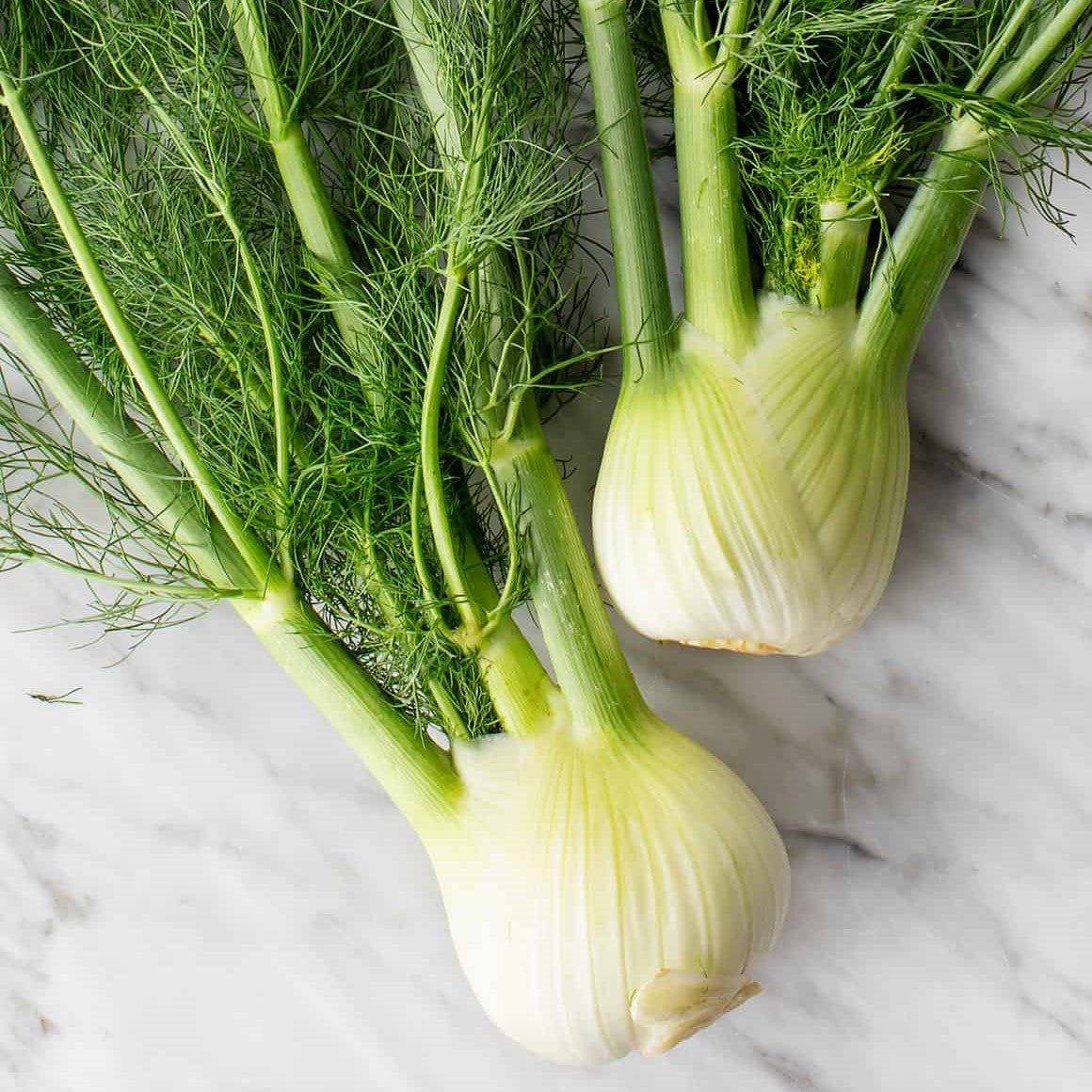 50 Premium Seeds of Fennel Herb