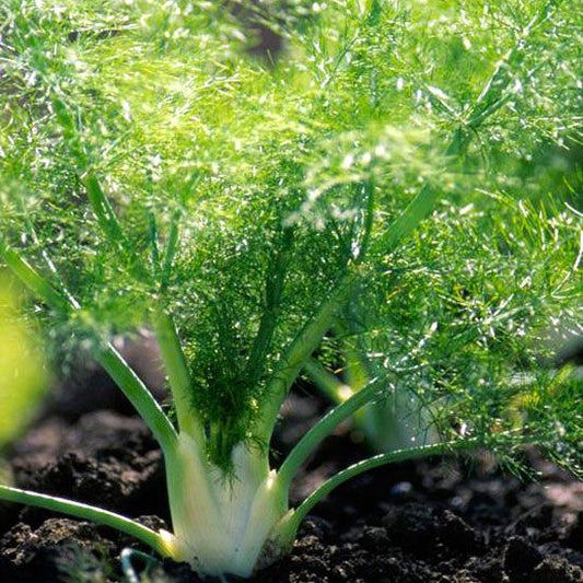 50 Premium Seeds of Fennel Herb