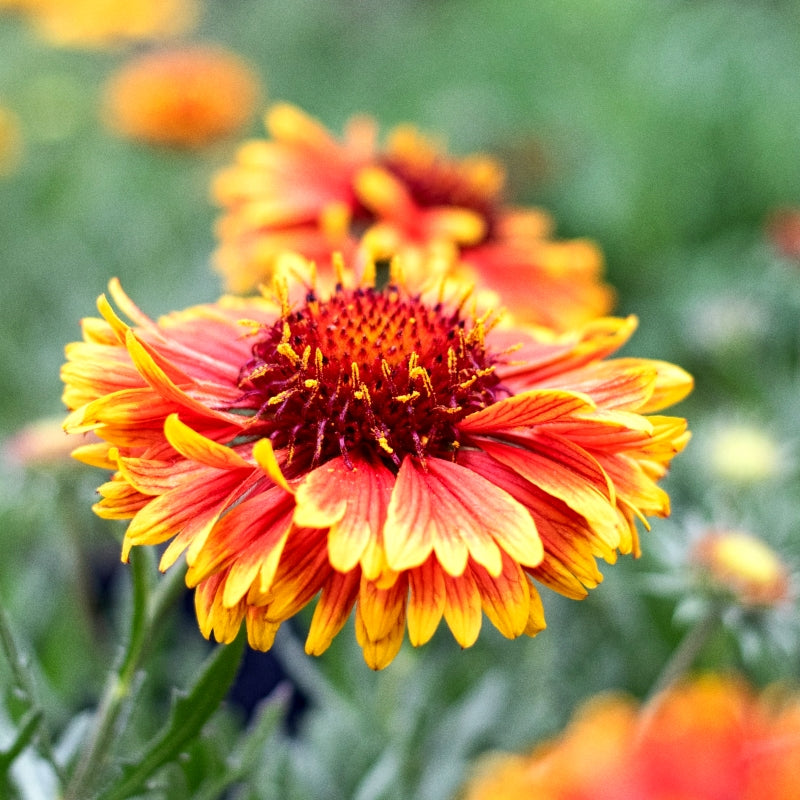 Premium Gomphrena, Gaillardia & Balsam Flowers (150 Seeds)