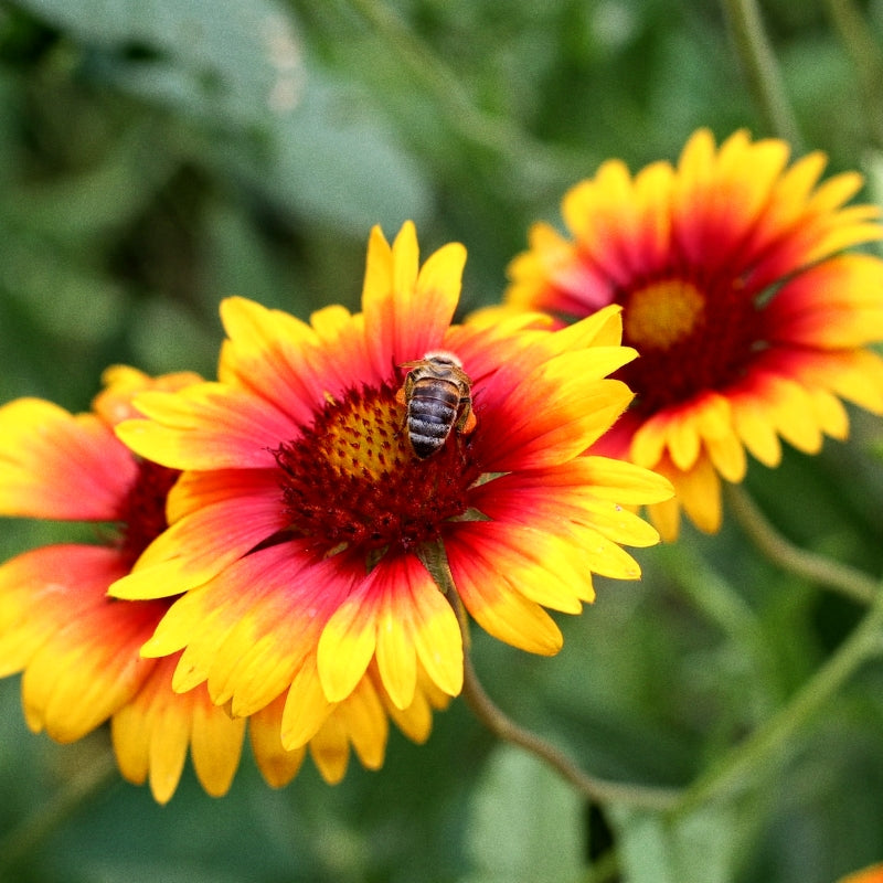 Premium Gomphrena, Gaillardia & Sunflower Flowers (140 Seeds)