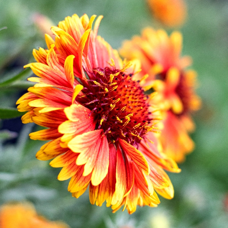 Premium Gaillardia Flower (50 Seeds)