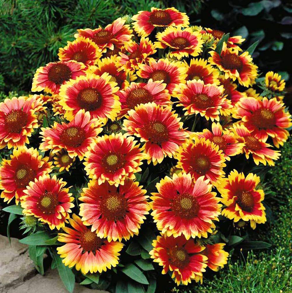 Premium Celosia Cockscomb (chood) (50 Seeds) & Gaillardia (50 Seeds)