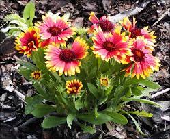 Premium Celosia Cockscomb (chood), Gaillardia, Sunflower Teddy Bear & Cosmos Seeds (About 200 Seeds)