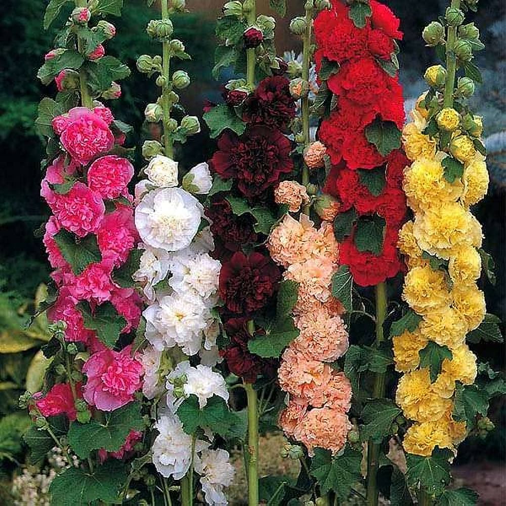 Premium Hollyhock Double Dwarf Mix (50 Seeds)