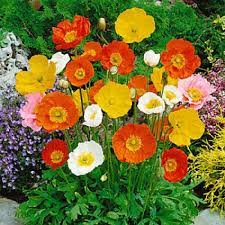 500 Seeds of Premium Iceland Poppy Flowers