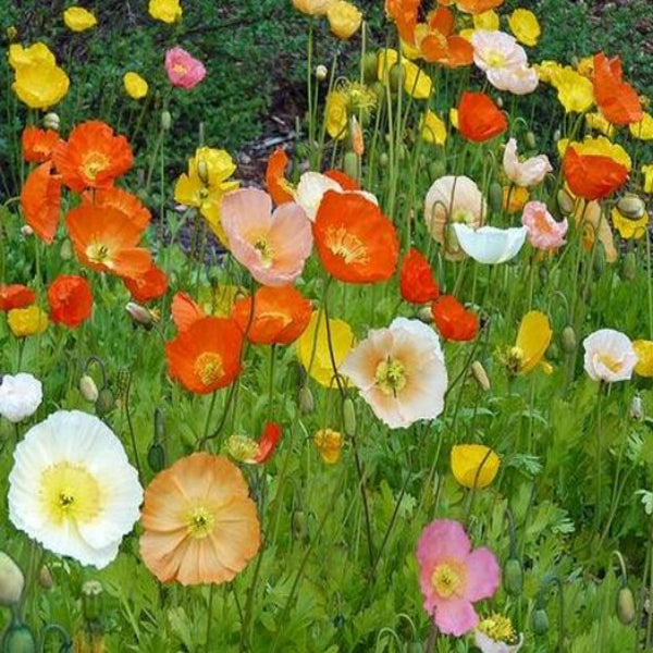 500 Seeds of Premium Iceland Poppy Flowers