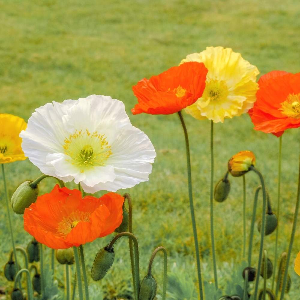 500 Seeds of Premium Iceland Poppy Flowers