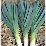 50 Premium Seeds of Leek (American Flag) Herb