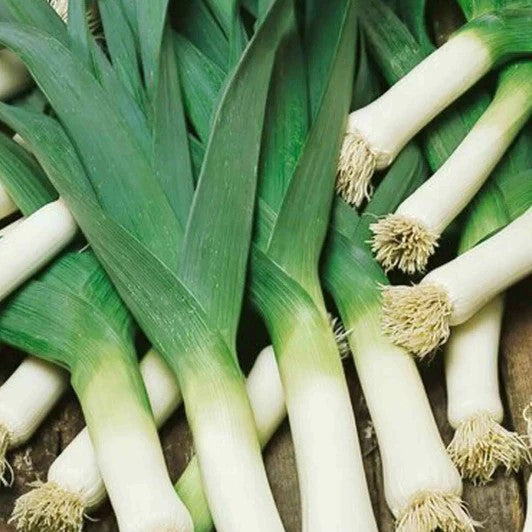 50 Premium Seeds of Leek (American Flag) Herb