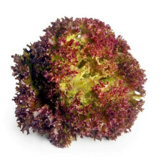 Premium Lettuce Lolo Rosso ( Red Lettuce) Seeds( 50 Seeds)