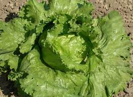 Premium Lettuce Great Lakes Seeds ( 50 Seeds)