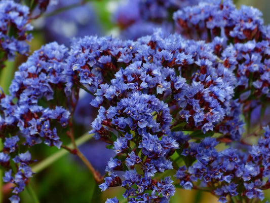 Imported Premium Limonium QIS Blue Dark  (25 Seeds)