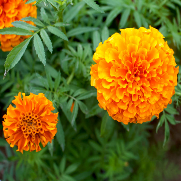 Premium Kesari Genda ( Orange Marigold)