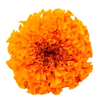 Premium Marigold ( Genda) Mega Pack 600 Seeds of White, Gulzafri, Scarlet Red, Yellow, Orange, PUSA Narangi & Kolkata Round Ball