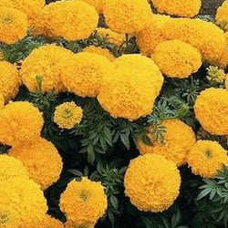Marigold Kolkata Round Ball /Tennis Ball (50 Seeds)