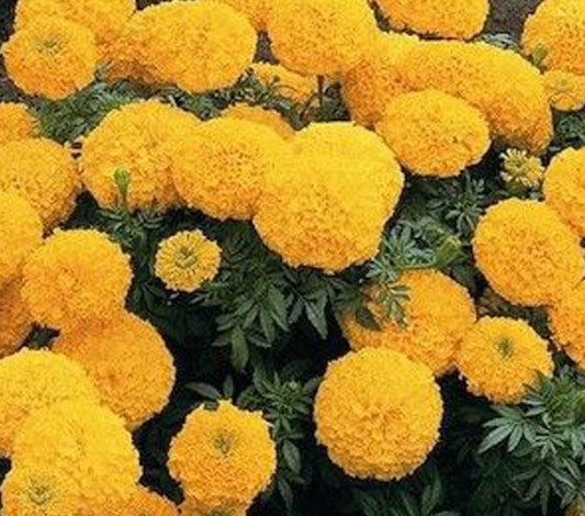 Premium Hybrid Marigold (Genda) Seeds of French Gulzafri (100 seeds) & Kolkata Roundball /tennis ball  (50 seeds) with Instruction Sheets