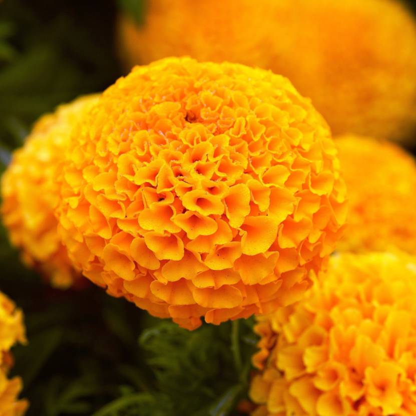 Premium Hybrid Seeds Of White, Scarlet Red , Gulzafri, Kolkata Round Ball and Yellow Marigold Flowers (Over 500 Seeds)