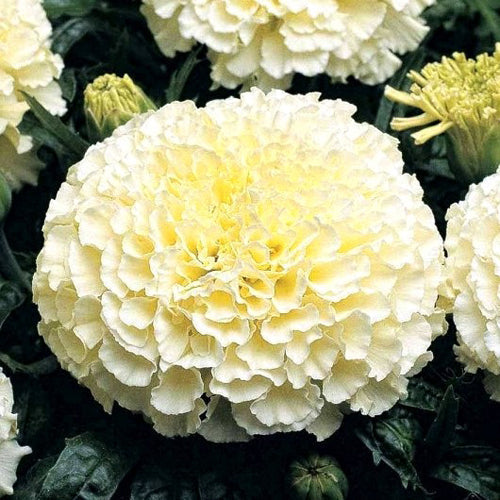 Premium Hybrid  White, Orange, Scarlet Red , Gulzafri, Kolkata Round Ball and Yellow Marigold Flowers (Over 500 Seeds)