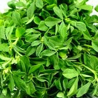 100 Premium Microgreen Seeds of Fenugreek (Methi)