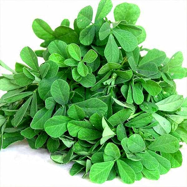 150 Premium Hybrid Seeds of Spinach and Methi (Fenugreek)