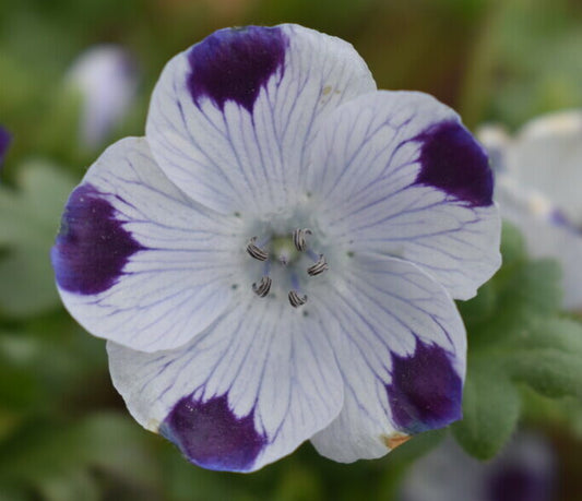 Premium Nemophila maculata Five Spot (30 Seeds)