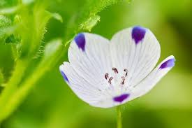 Premium Nemophila maculata Five Spot (30 Seeds)