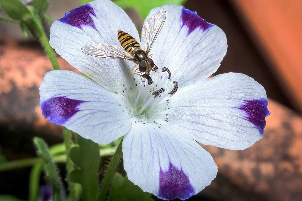 Premium Nemophila maculata Five Spot (30 Seeds)