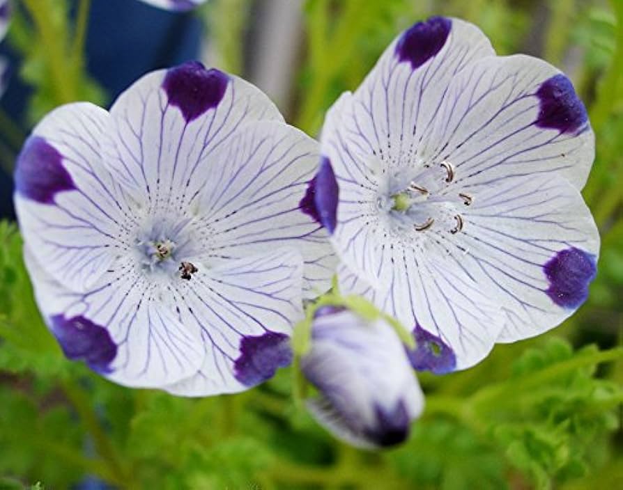 Premium Nemophila maculata Five Spot (30 Seeds)