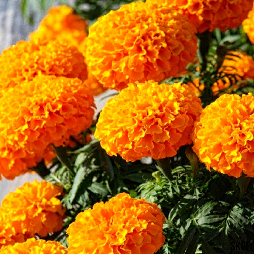 Premium Hybrid Marigold (Genda) Seeds of French Orange(100 seeds) & Kolkata Roundball /tennis ball  (100 seeds)